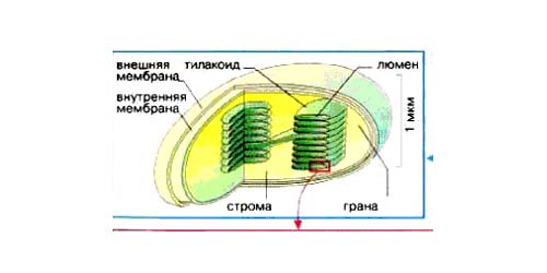 Рис. 125. Ультратонкие срезы клеток Ectothiorhodospiга shaposhnikovii. КС — клеточная стенка, ЦПМ — цитоплазматическая мембрана, Н — нуклеоид, ФМС — фотосинтезирующие мембранные структуры. Увел. X 40 000.